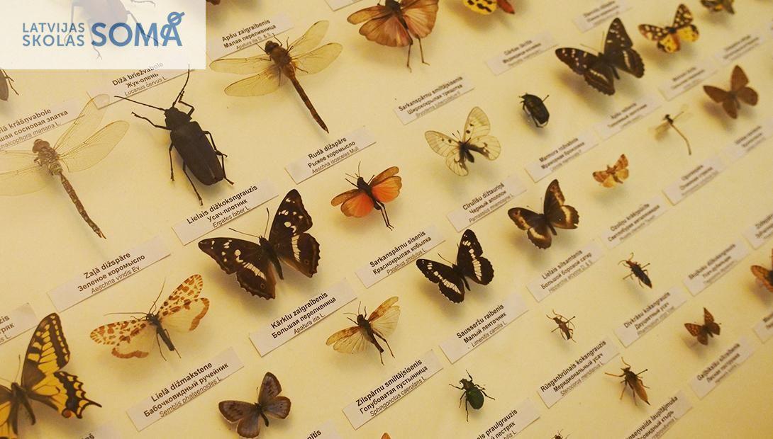 Занятие "Разнообразие насекомых Латвии"