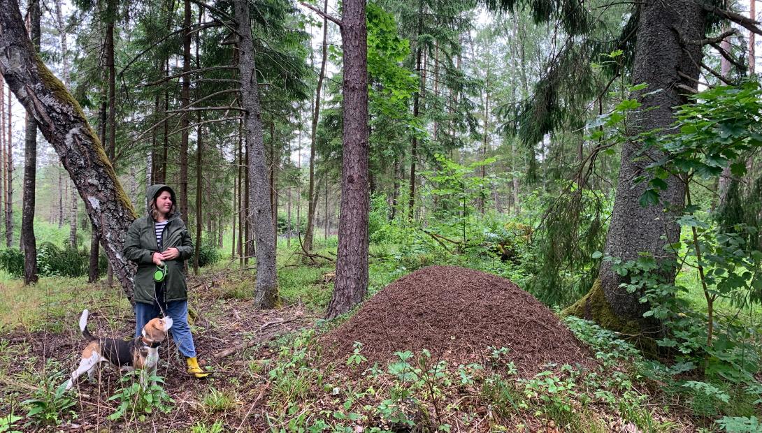 Foto iniciatīva „Meklējam Latvijā lielākos skudru pūžņus”